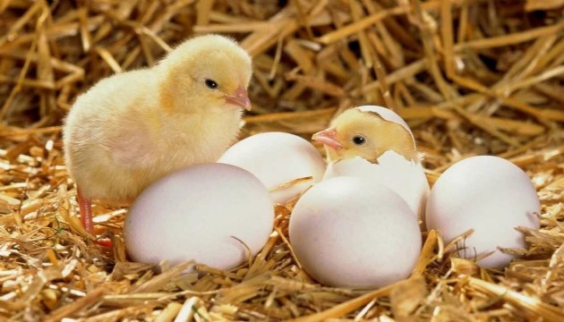 Bilim insanları açıkladı: Önce tavuk mu, yumurta mı?