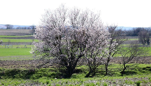 Badem ağaçları çiçek açtı