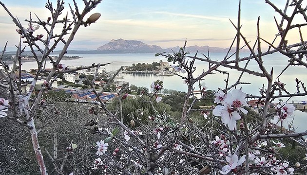 Badem ağaçları çiçek açtı