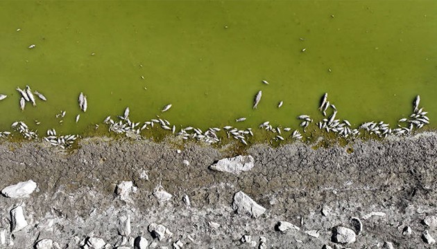 Toplu balık ölümleri dikkat çekti