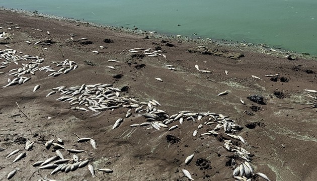 O barajdaki balık ölümleri araştırılıyor