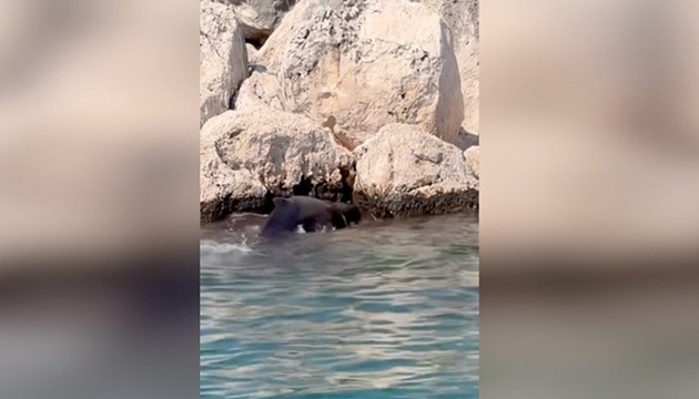 Kayalıklara sıkışan balina kurtarıldı