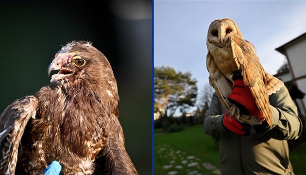 Yaralı şahin ile yorgun baykuş Doğa Koruma'ya emanet