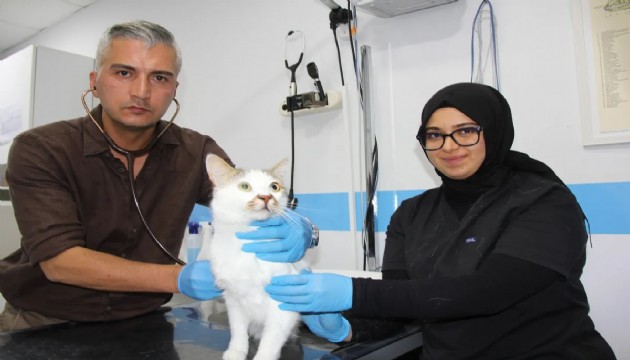 Taşınan kedi depresyona girdi