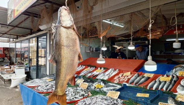 42 kiloluk balık ilgi gördü
