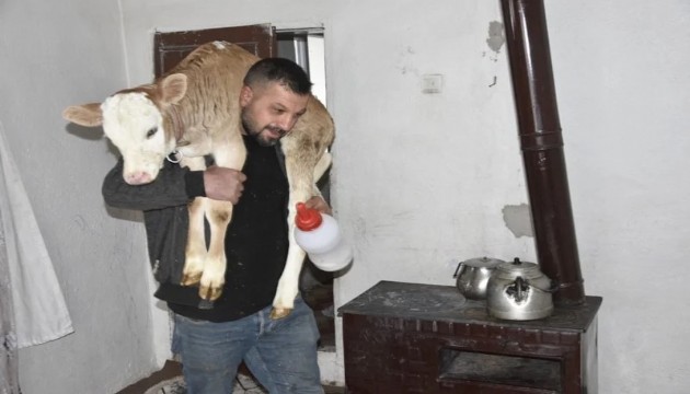 Minik buzağıya evde bakım