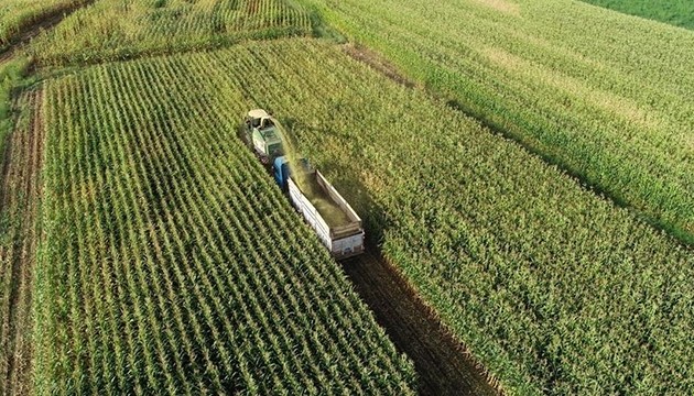 Yağışlar hububatı bereketlendirdi