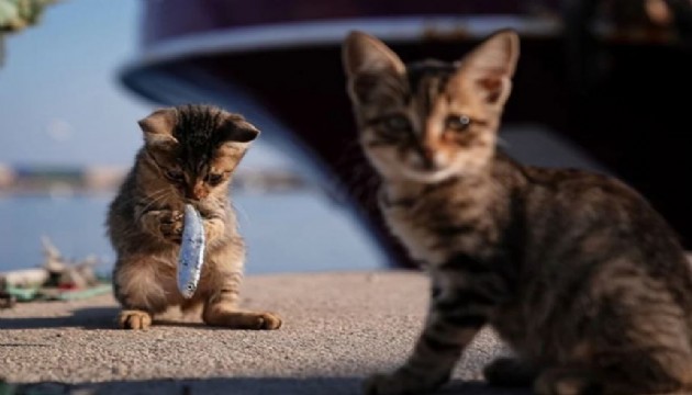 Yılın kareleri oylaması sonuçlandı