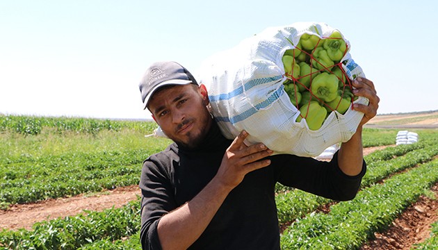 Zorlu biber hasadı başladı