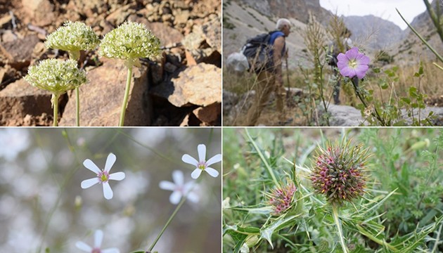 5 yeni bitki türü keşfedildi