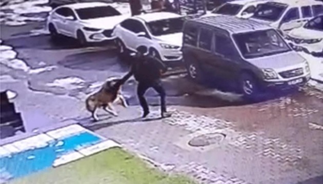 2022'den bu yana 4 bin 269 köpek saldırısı kayıtlara geçti