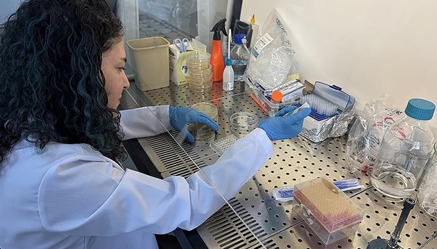 O yaraların iyileşmesinde bor kullanılacak