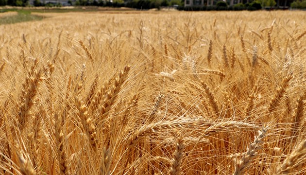 Üretici yerli buğdayı tercih ediyor