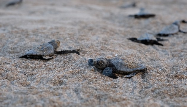 Yavru kaplumbağalar denize kavuşuyor