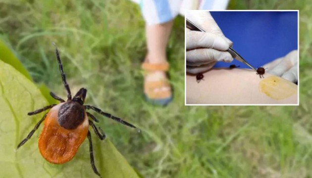 Kene ısırığına karşı kıyafet rengi uyarısı!