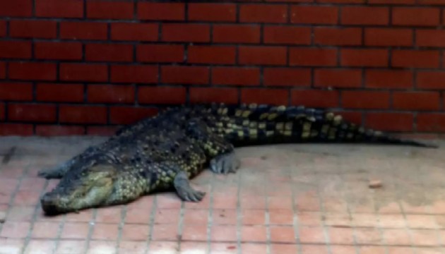 2 timsah Gaziantep'te koruma altına alındı