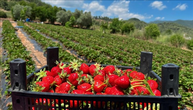 Mersin'de yılın 12 ayı çilek üretimi