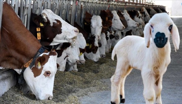 Büyükbaş ve küçükbaş hayvan sayısı arttı