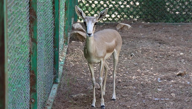 Ağır yaralı ceylan yaşama tutundu