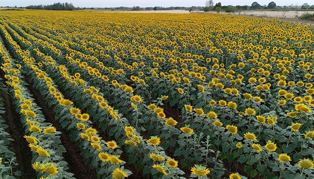 Gündöndü tarlaları doğaya renk kattı