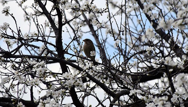 Meyve ağaçları çiçek açtı