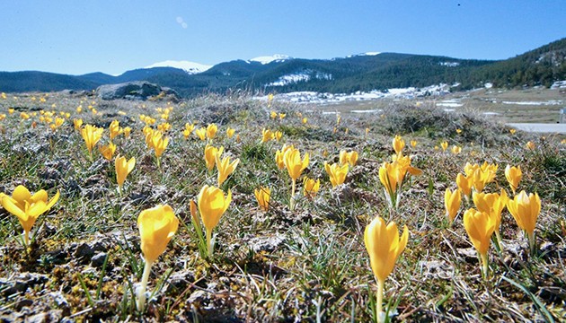 Çiğdemler çiçek açtı
