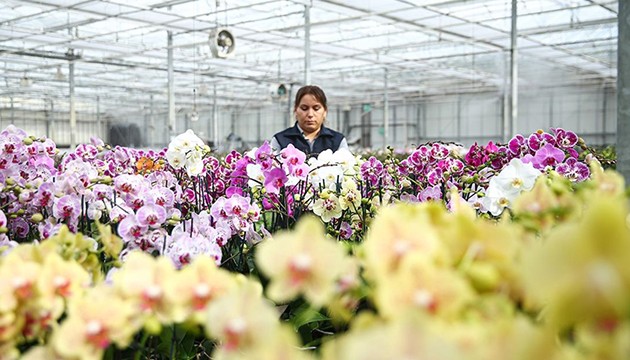 Çiçekler Sevgililer Gününe hazır