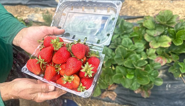 Yaylalarda çilek hasadı başladı