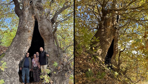Aydın'da dev çınara tescil isteği