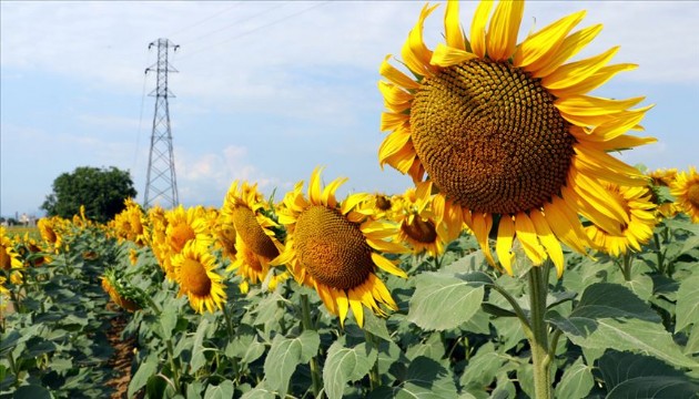 Ayçiçeği üreticinin yüzünü güldürdü