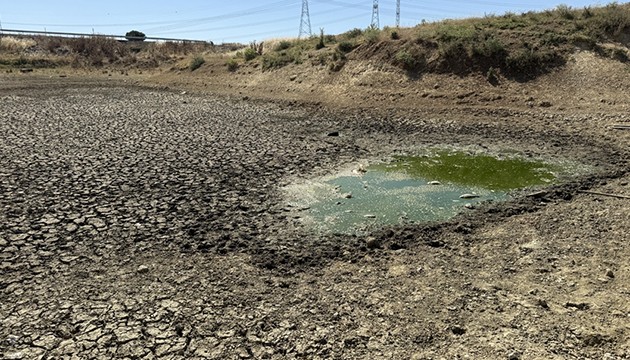 Kuruyan göletteki balıklar telef oldu