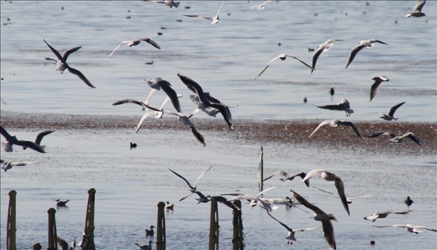 Göç rotları haritalandırılacak