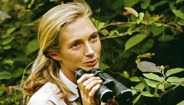 Bilim dünyası yasta: Jane Goodall 91 yaşında vefat etti
