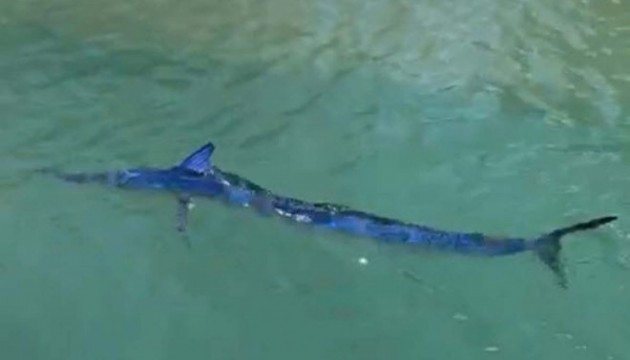 Balığı zıpkınla vurdu, binlerce ceza yedi