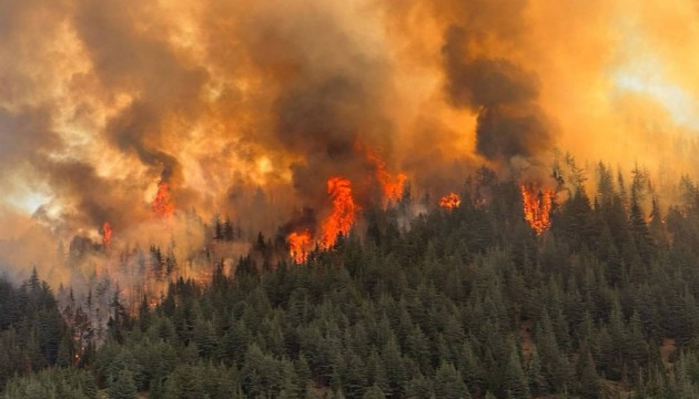 Arılarını sakinleştirmek isterken 80 hektarlık ormanı yaktı