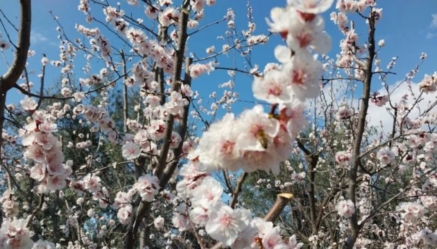 Kayısı ağaçları çiçek açtı