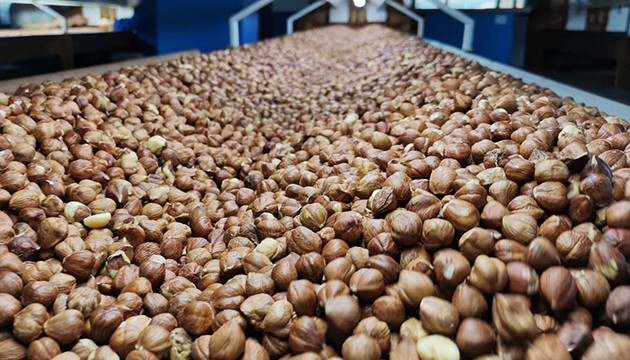 Fındık ihracatından 1,3 milyar dolar