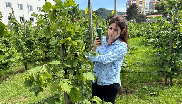 Dikim uygulamaları verimi artırdı