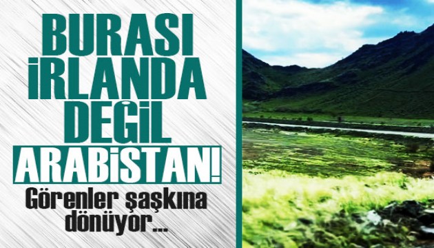 Mekke'de yağışların ardından dağlar ve ovalar yeşile büründü