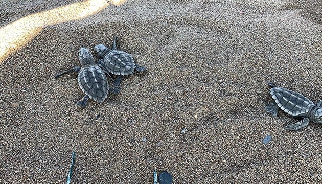 Caretta caretta 24 bin kilometre katetti