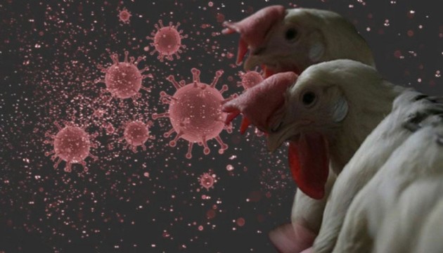 Güney Kore'de yılın ilk kuş gribi vakası tespit edildi