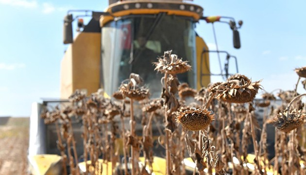 Ceylanpınar'da ayçiçeği hasadı başladı