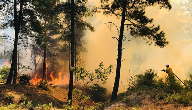 Cezayir'deki orman yangınlarında ölü sayısı 38'e yükseldi