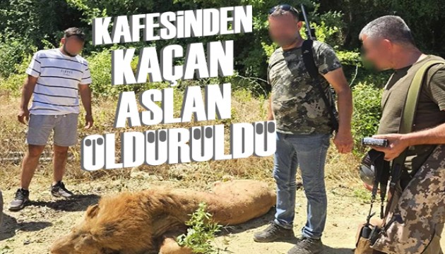 Hayvan parkından kaçarak 1 kişiyi yaralayan aslan öldürüldü