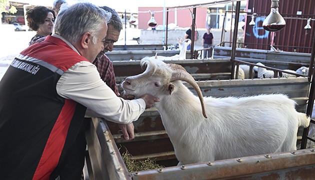 Yangından kurtarılan hayvanlara özel bakım