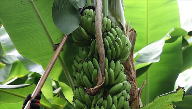 İklim krizi dünyanın en sevilen meyvesini tehdit ediyor!