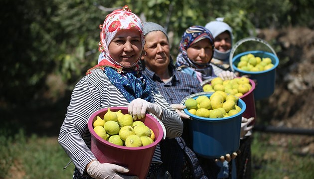 Bunaltıcı sıcakta hasat mesaisi