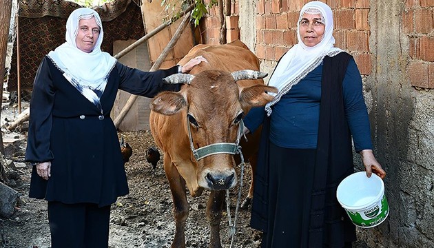 İneği ölen kadın için seferberlik