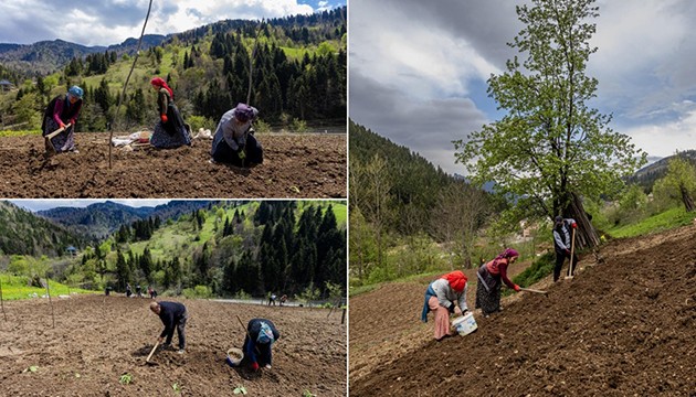 Patates ekim mesaisi tamamlanıyor