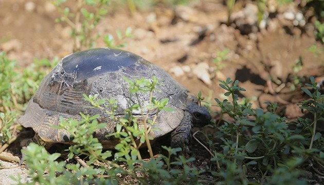 Kaplumbağanın kırık kabuğu onarıldı